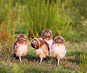 An awkward family of owls