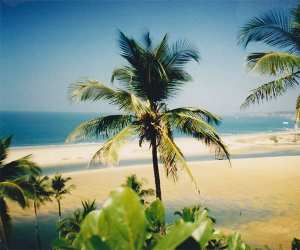 Palms and beach in Goa