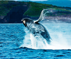 Breaching humpback whale, Newfoundland, Canada