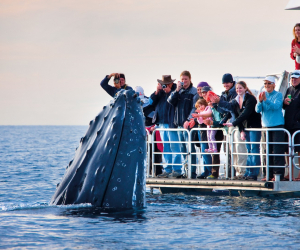 Whale in Brisbane, Australia