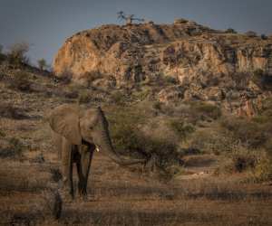 An elephant in the arid landscapes of Botswana
