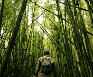 Mgahinga Bamboo