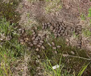 widgetAlces_alces_scat2