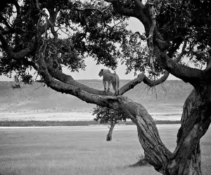 africa-featured