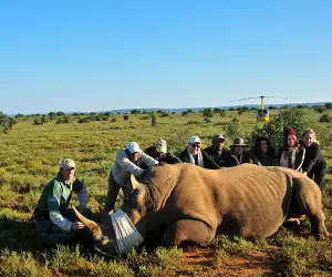 featured-rhino