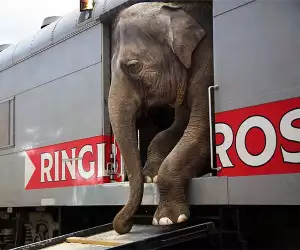 Stephanie Sinclair, 'Running Away with the Circus', Professional, Daily Life