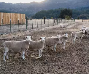 A flock of sheep staring back at the photographer