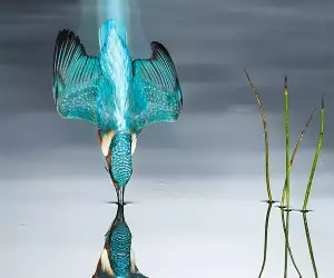 Kingfisher diving