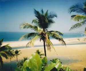 Palms and beach in Goa