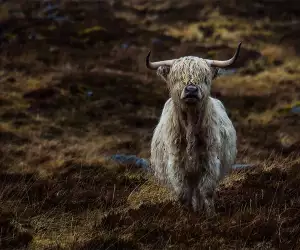 Highland cow in Alladale, Scotland