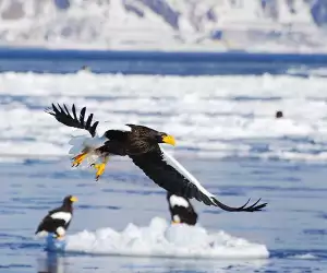 Birdlife in Eastern Hokkaido, Japan