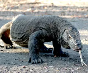 A komodo dragon in indonesia