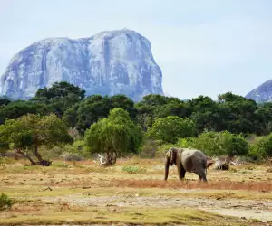 An elephant in Yala National Game Reserve, Sri Lanka
