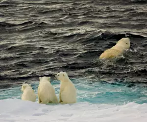 Polar bears. Steve Davey