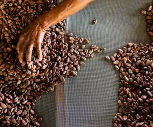 Grenada food and drink: sieving cocoa beans in a chocolate factory