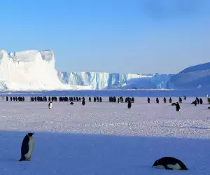 Penguins in Antarctica, which you can witness on the Highlights of Antarctica cruise