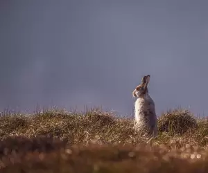 A wild hare donning its winter coat in the Peak District