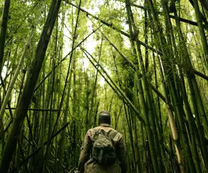 Mgahinga Bamboo