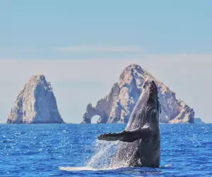 Whale