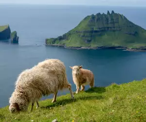 A pair of sheep on the Postman's Path